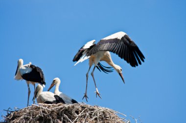 Young storks clipart