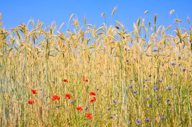 Rye with field flowers clipart