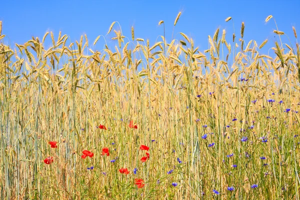 Rye with field flowers — Stock Photo, Image