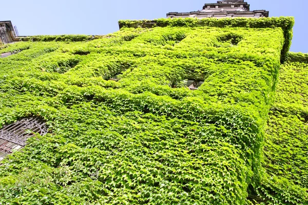 stock image Green wall made by fresh vine leaves