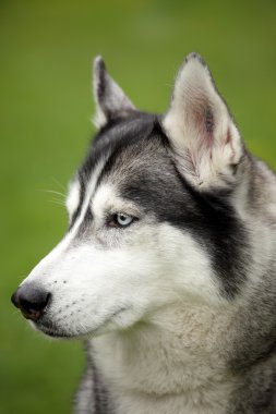 Sibirya Husky 'nin Portresi