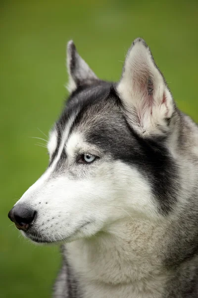Portret syberyjskiego Husky 'ego — Zdjęcie stockowe