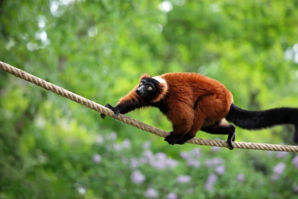 stock image Red lemur wari in the jungle