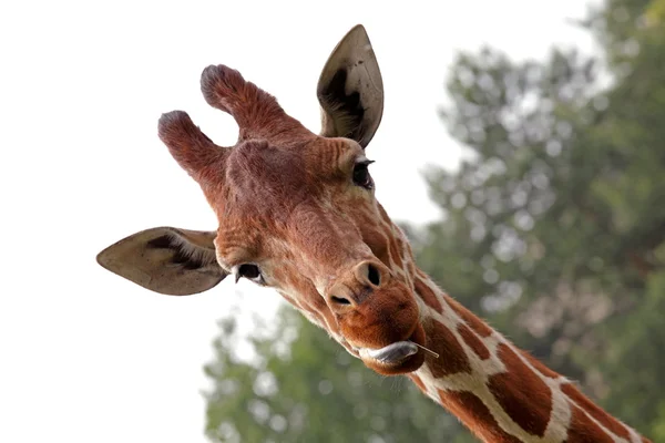 Retrato de uma jovem girafa — Fotografia de Stock
