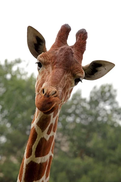 Retrato de una jirafa joven —  Fotos de Stock