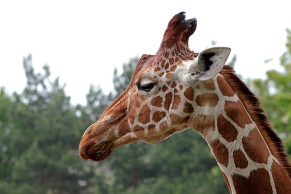 Porträt einer jungen Giraffe — Stockfoto