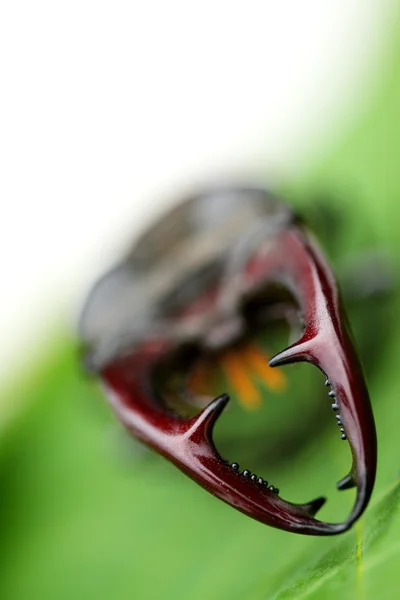 Могучий жук-боец на фоне зеленых листьев — стоковое фото
