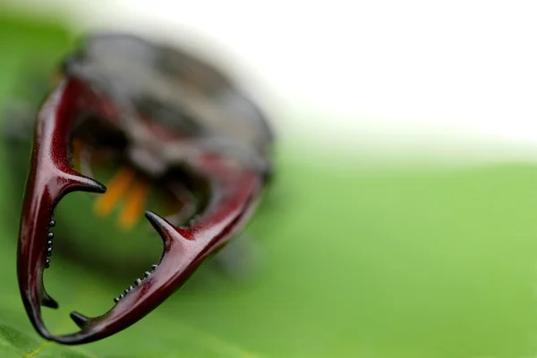 Могучий жук-боец на фоне зеленых листьев — стоковое фото