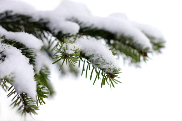 Julgran vintergrön gran med nysnö på vit — Stockfoto