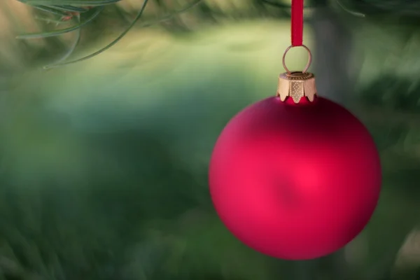 Červené sklo koule a vánoční jehličnatý strom — Stock fotografie