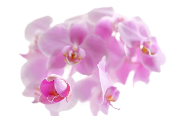 Schöne rosa Orchidee auf weiß — Stockfoto