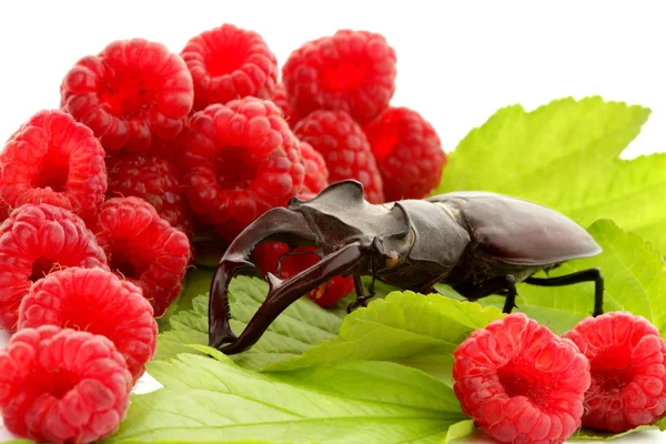 Canavar stag beetle ahududu ortasında yemek yiyor — Stok fotoğraf