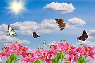 Pink lilies and a butterflies clipart