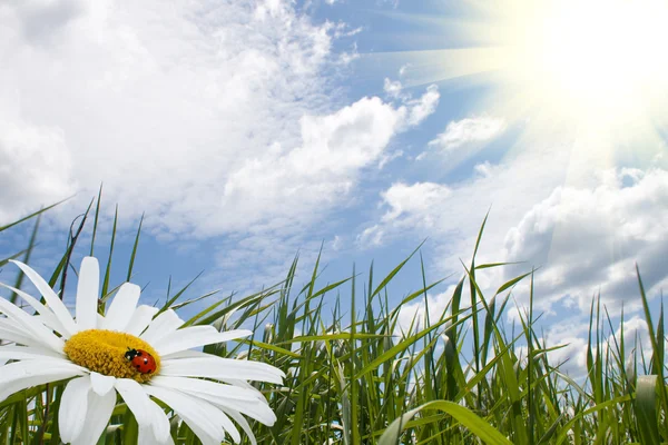 Kamille mit Marienkäfer, grünem Gras und blauem Himmel — Stockfoto