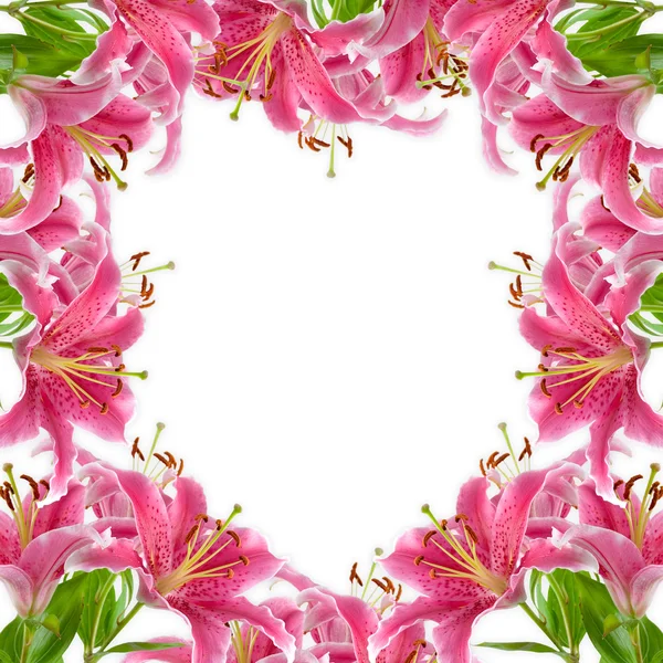 Frame of pink lilies — Stock Photo, Image