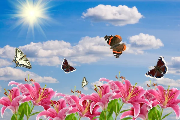 Pink lilies and a butterflies — Stock Photo, Image
