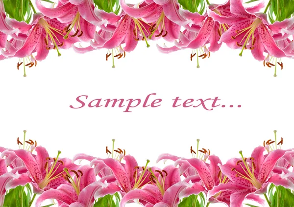 粉红色百合花的帧 — 图库照片