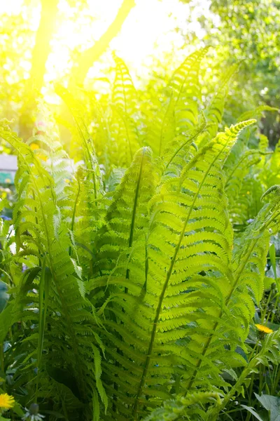 Foglie di felce verde — Foto Stock