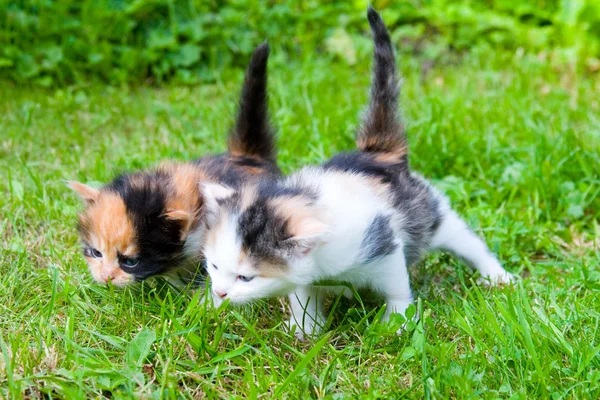 Два маленьких котенка — стоковое фото