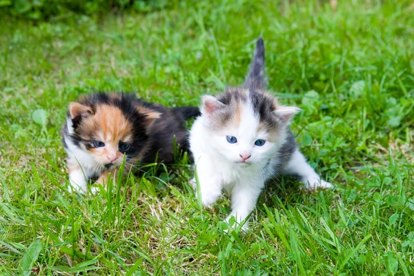 Zwei kleine Kätzchen — Stockfoto