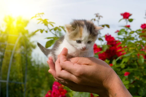 Klein katje in handen — Stockfoto