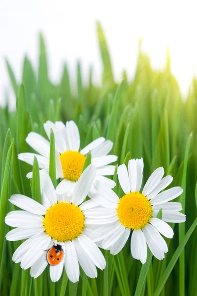 Lieveheersbeestje op daisy — Stockfoto