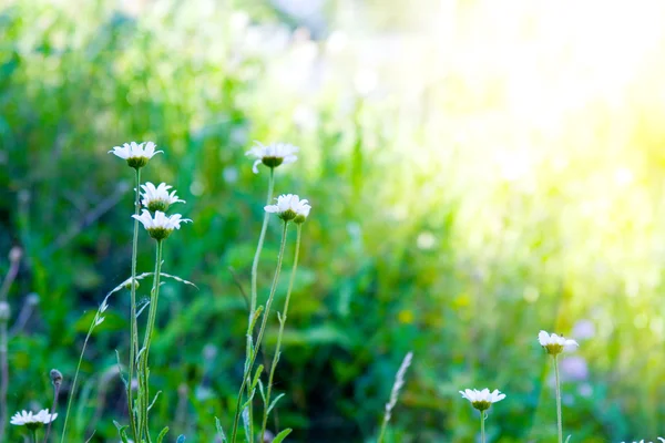꽃 잔디와 태양 — 스톡 사진