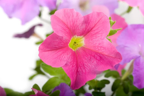 Rózsaszín petúnia — Stock Fotó