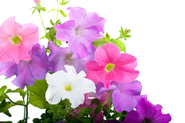 Kytice květináč petúnií — Stock fotografie