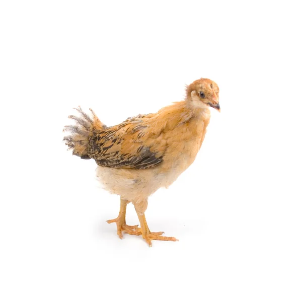 갈색 젊은 닭 — 스톡 사진