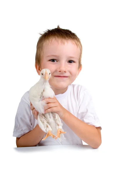 Смешной мальчик с курицей — стоковое фото