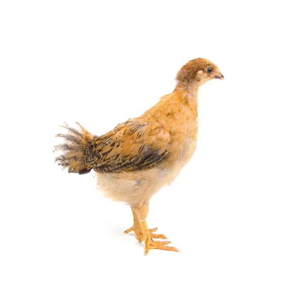 갈색 젊은 닭 — 스톡 사진