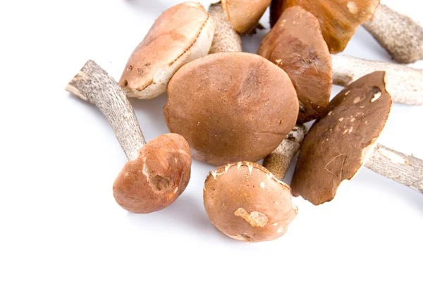 stock image Mushrooms