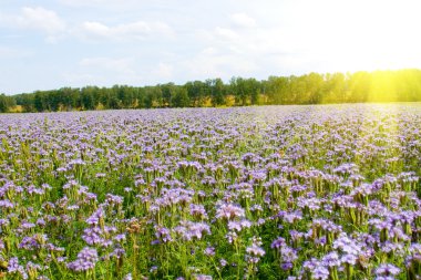 Mavi çiçekler (Phacelia tanacetifolia)