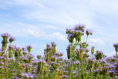 Mavi çiçekler (Phacelia tanacetifolia)