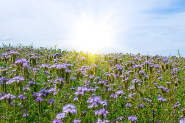 Alan mavi çiçekler (Phacelia tanacetifolia ile)