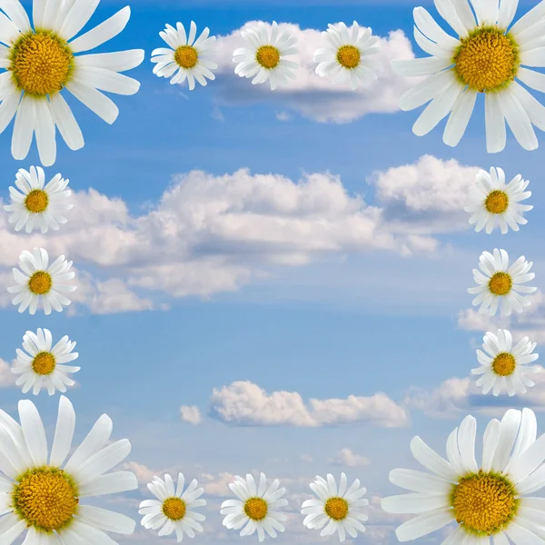 Frame of daisies — Stock Photo, Image