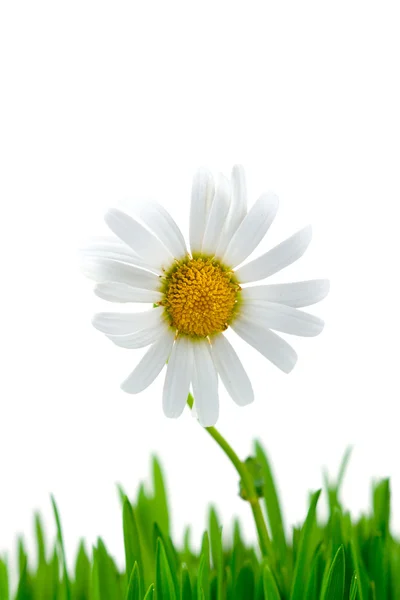 Chamomile and green grass — Stock Photo, Image