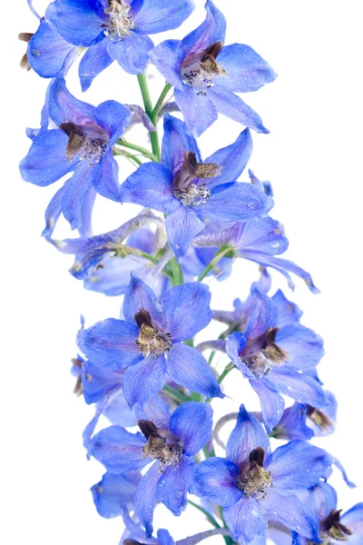 Μπλε λουλούδι — Φωτογραφία Αρχείου