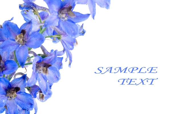 ดอกไม้สีฟ้า — ภาพถ่ายสต็อก