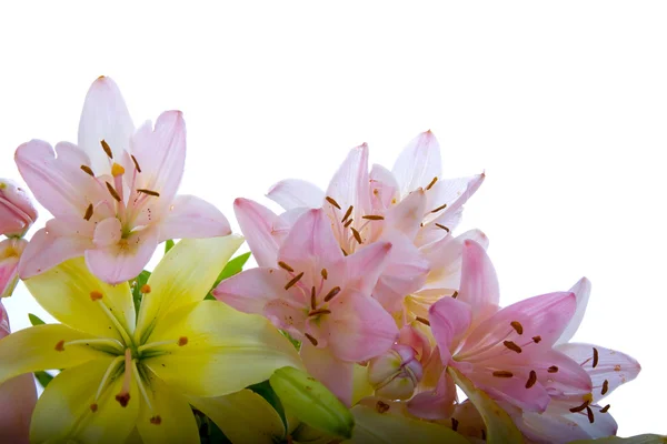 Bukett av liljor — Stockfoto