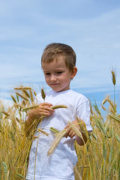 Chłopiec wchodzi na pole pszenicy — Zdjęcie stockowe