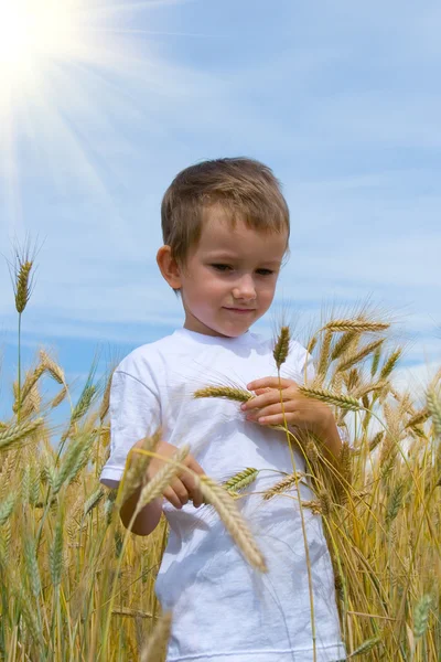 Мальчик ходит по пшеничному полю — стоковое фото