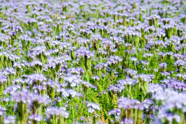 Niebieskie kwiaty (Facelia błękitna) — Zdjęcie stockowe