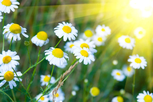 Daisies in the grass and the sun — Stock Photo, Image