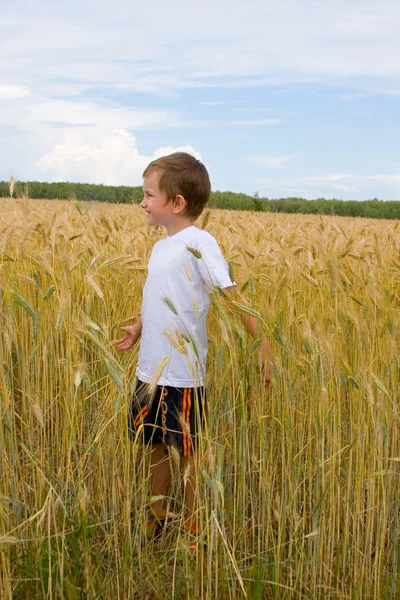 Pojken går på fältet vete — Stockfoto