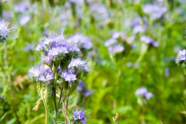 Mavi çiçekler (Phacelia tanacetifolia) — Stok fotoğraf