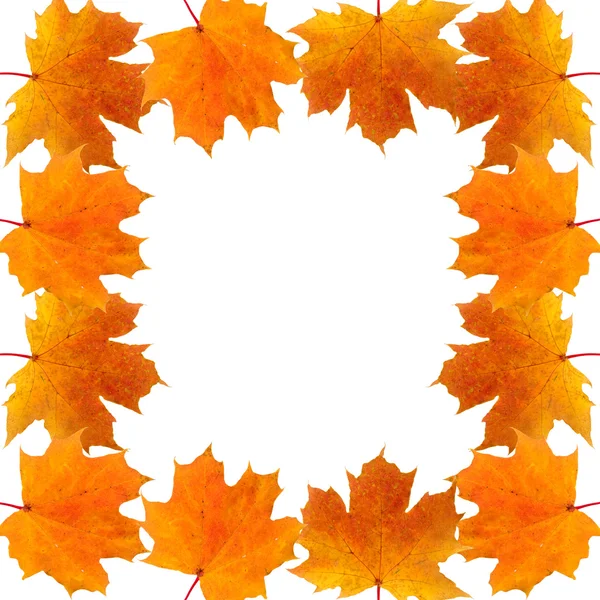 秋天的枫叶的帧 — 图库照片