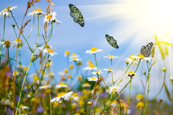 Поле з ромашками та метеликами — стокове фото