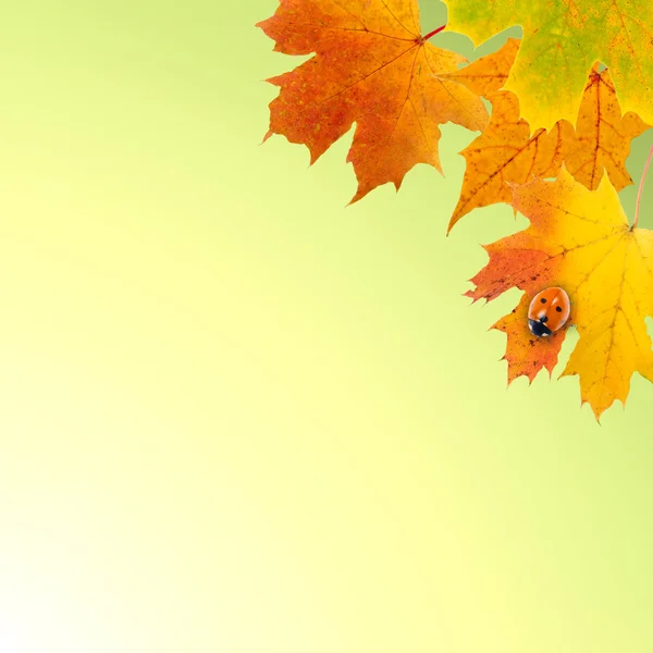Maple leaves and ladybird — Stock Photo, Image